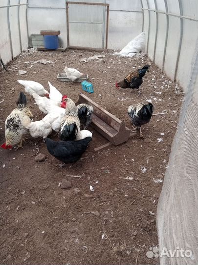 Молодые петушки