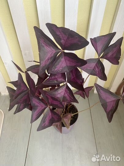 Оксалис (кислица)