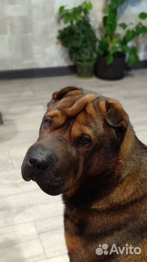 Шарпей вязка