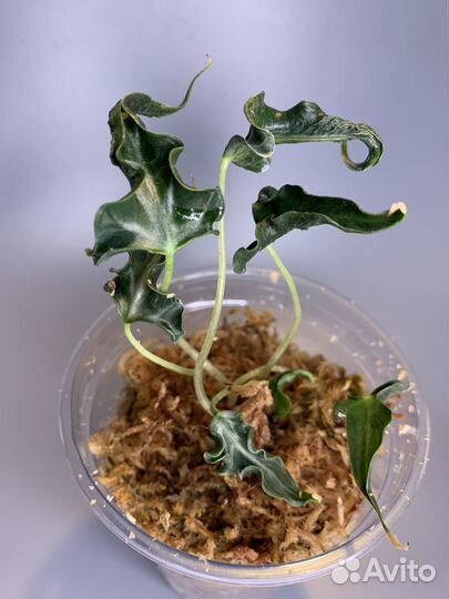 Алоказия Локо (Loco)