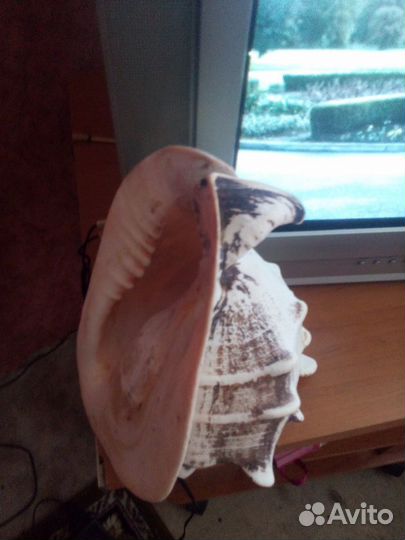 Ракушка большая