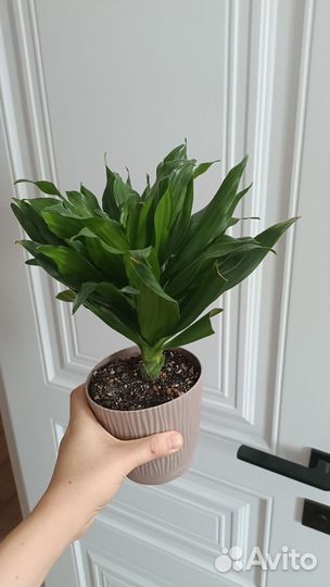 Драцена компакта