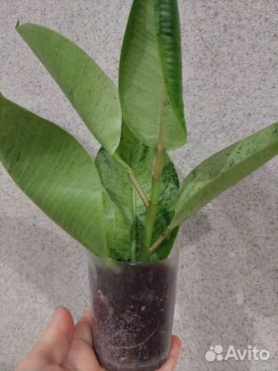 Фикус шривериана