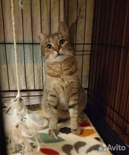 Кошка Зайчуха 9 месяцев. Стерелизованна