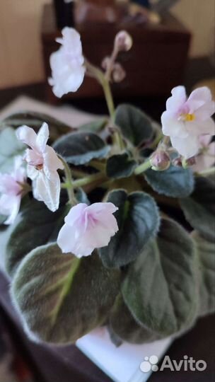 Фиалки цветущие в горшке