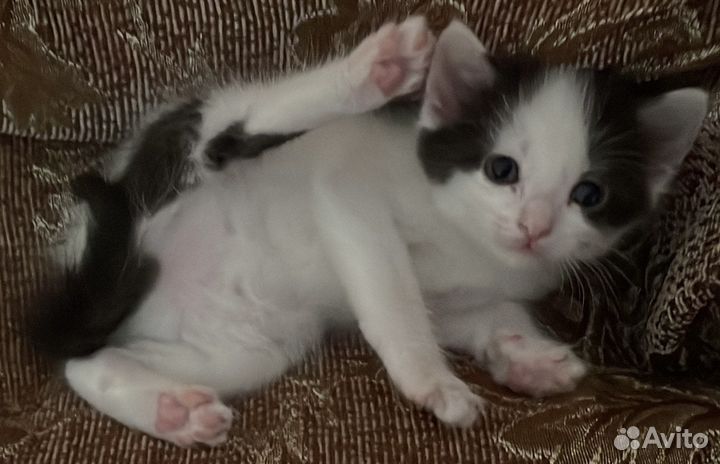 Кошка в дар