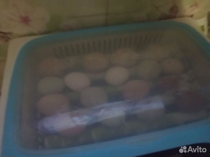 Инкубационное яйцо