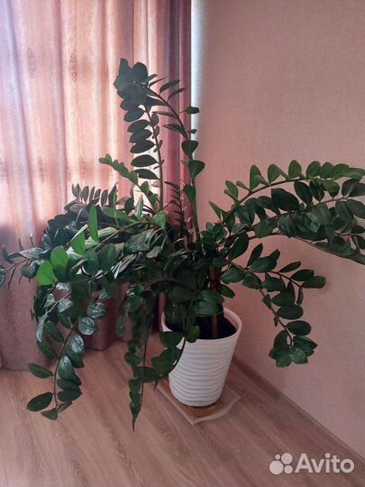 Замиокулькас