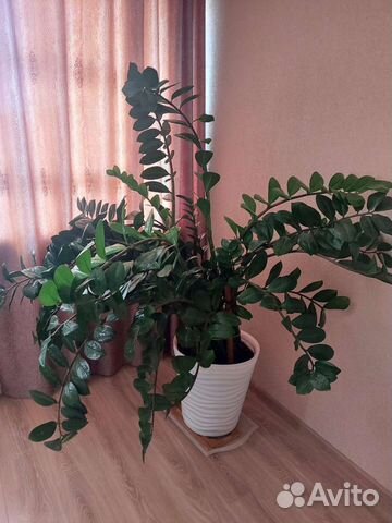 Замиокулькас