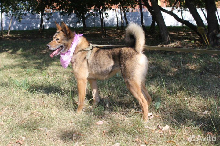 Ласковая Стеша в поисках семьи