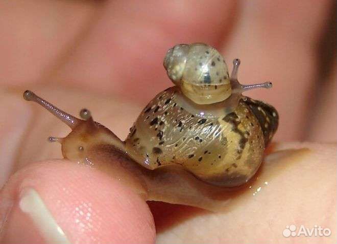 Улитята ахатины