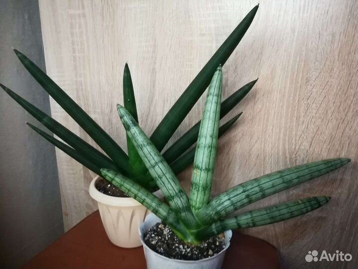 Сансевиерии сортовые