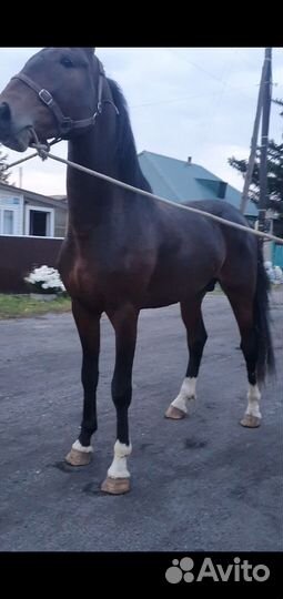 Жеребцы орловские