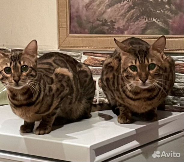 Бенгальская кошка