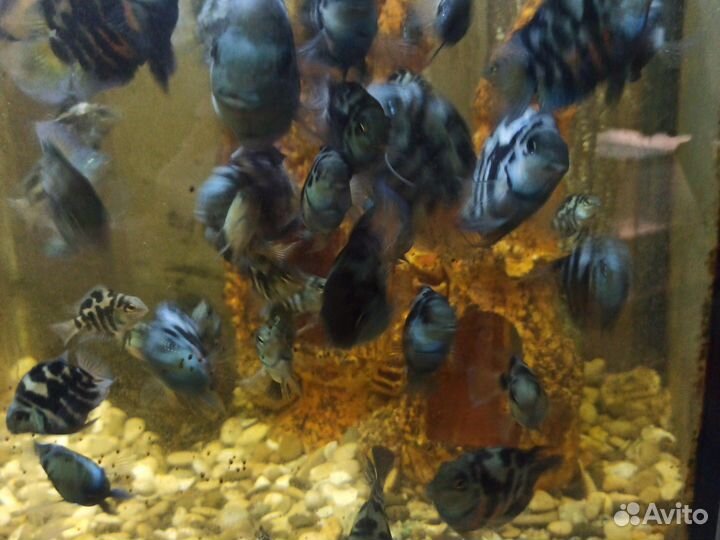 Аквариумные рыбки