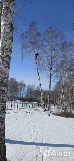 Спил деревьев
