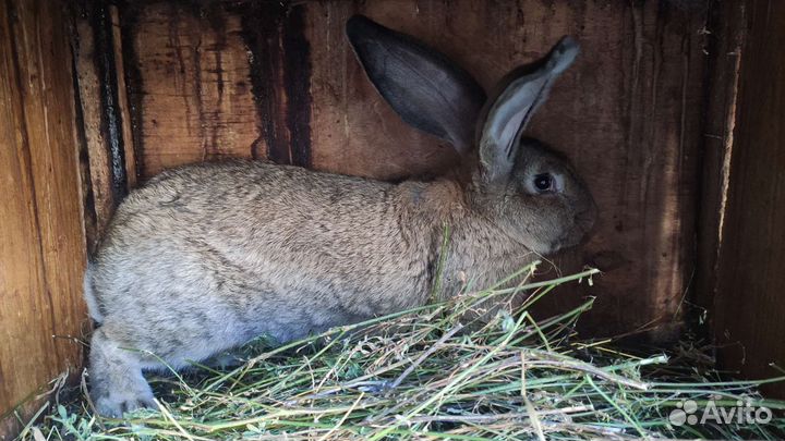 Кролик фландер самец