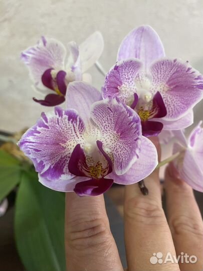 Эорхидея фаленопсис Little Gem Stripes цветущая