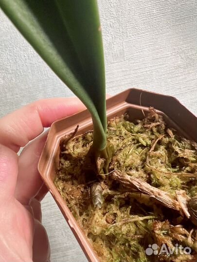 Bulbophyllum medusae