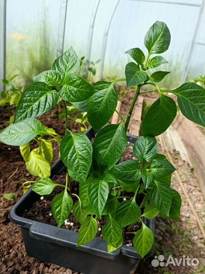 Рассада перца сладкого