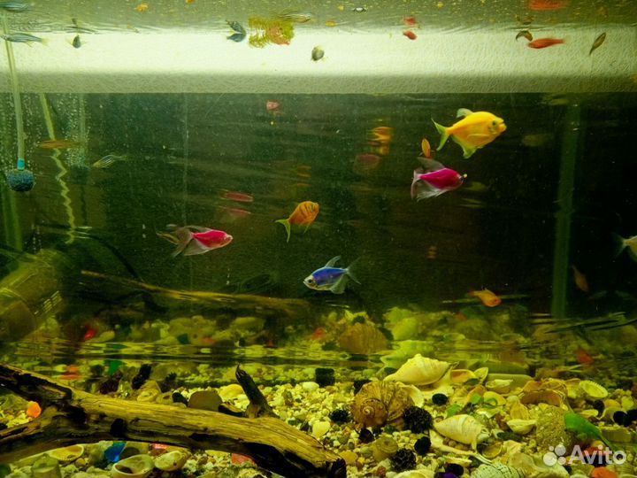 Аквариумные рыбки бесплатно