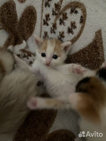 Кошка