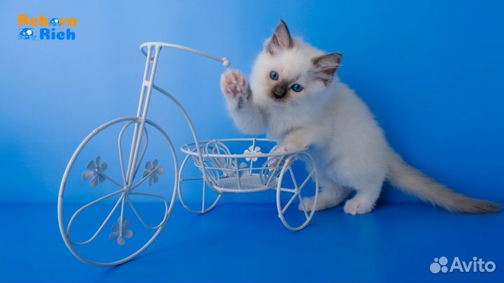 Ragdoll Малышка