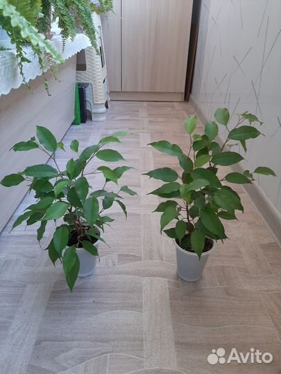 Хлорофитум