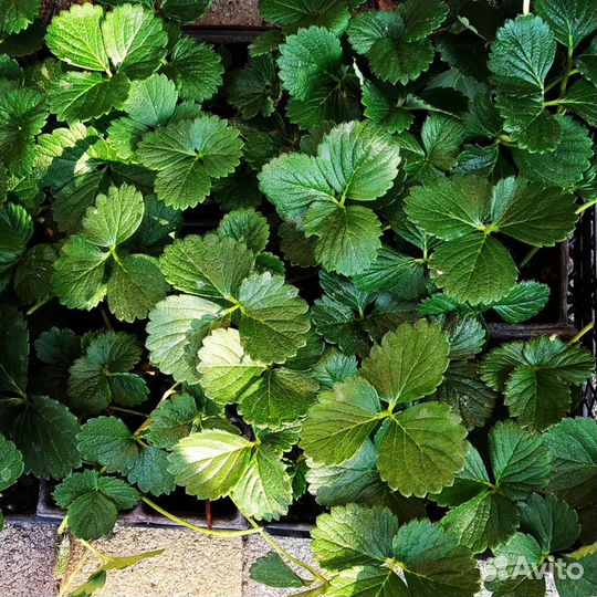 Рассада клубники: Альбион, Мурано, Купчиха и др