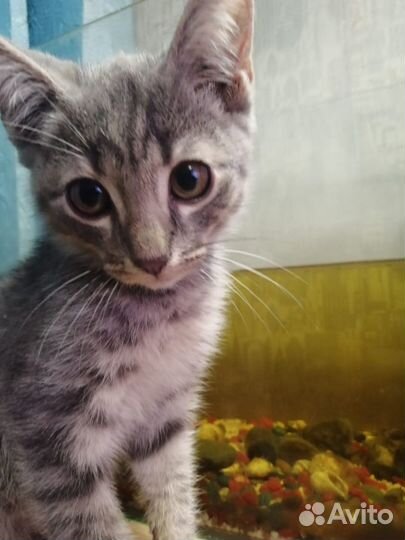 Отдам котят, в хорошие руки