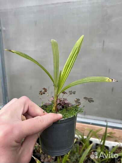 Трахикарпус форчуна