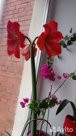 Гиппеаструм(амариллис)