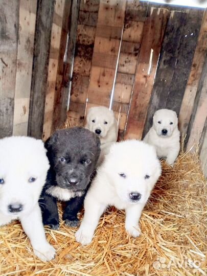 Щенки алабая