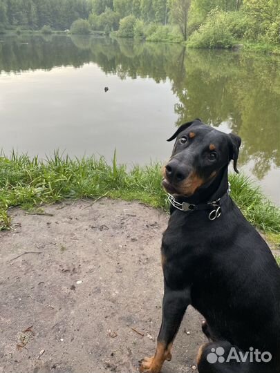Собака в добрые руки доберман