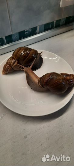 Улитки Ахатины большие