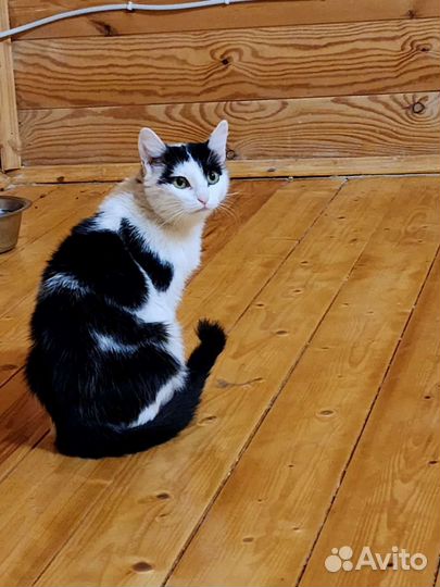 Кошки в добрые руки