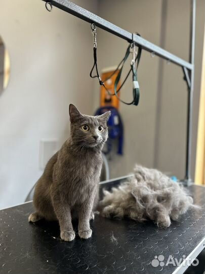 Груминг кошек (стрижка, вычес)