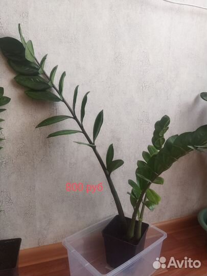 Замиокулькас