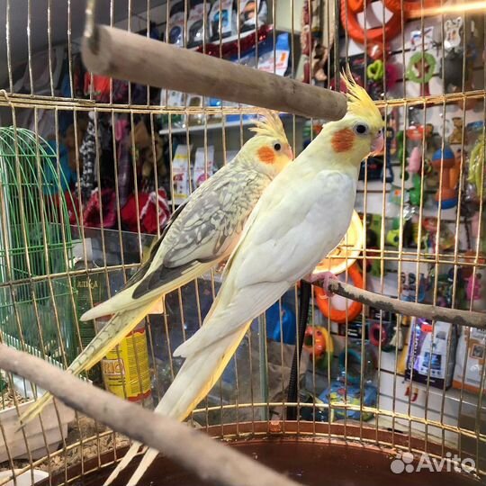 Попугай корелла птенец, корелла-нимфа