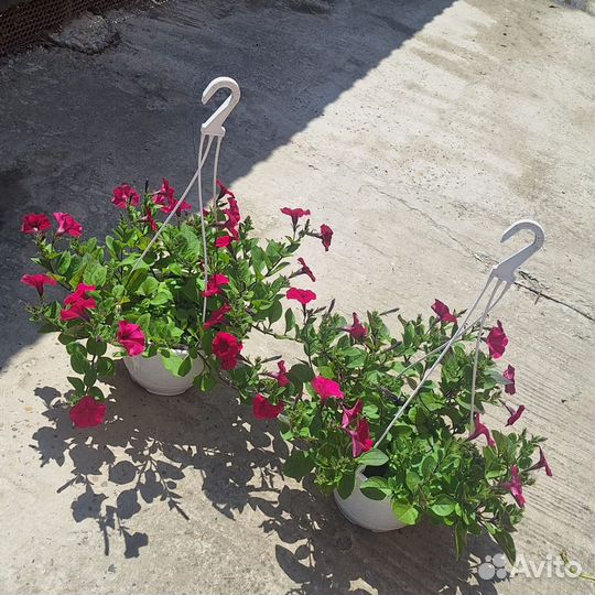 Петуния ампельная