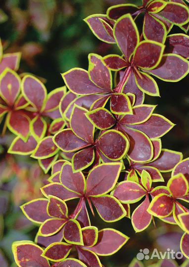 Малина Полька