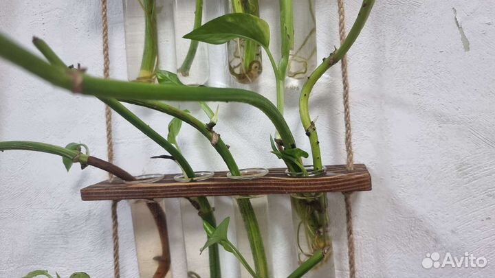 Сциндапсус золотистый