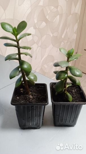 Денежное дерево толстянка