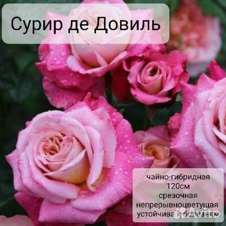 Саженцы роз