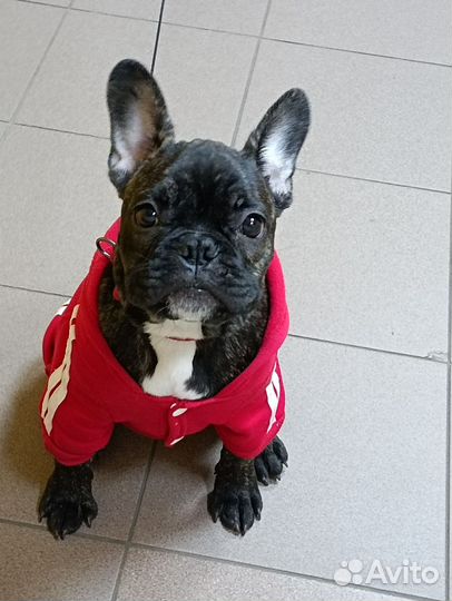 Французский бульдог вязка