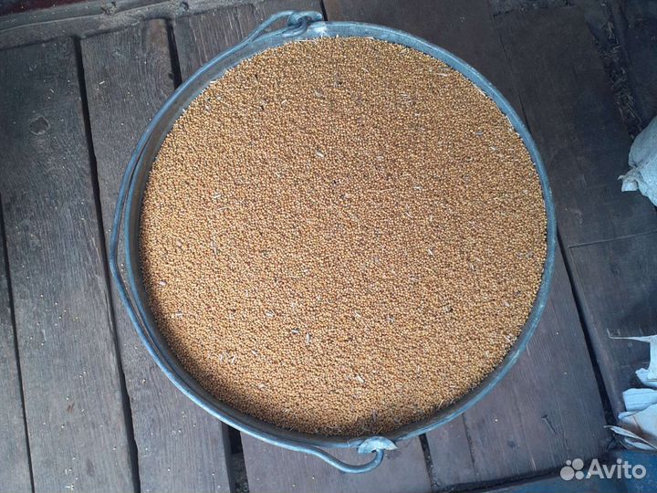 Семена горчицы