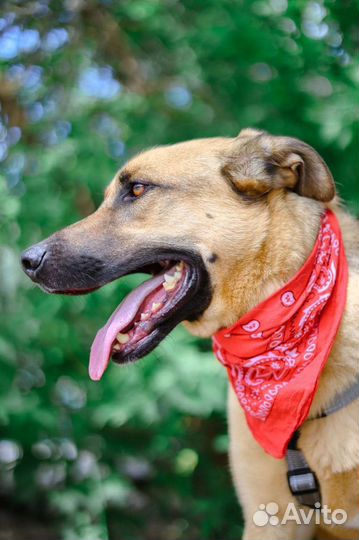 Трусливой собаке из приюта нужна любовь и забота