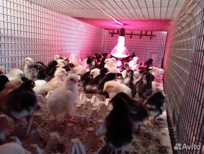 Цыплята суточные домашние