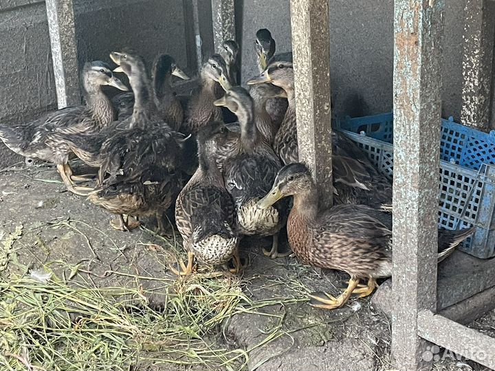 Дикая утка кряква