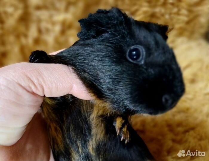 Девчушка морская свинка, пестрая